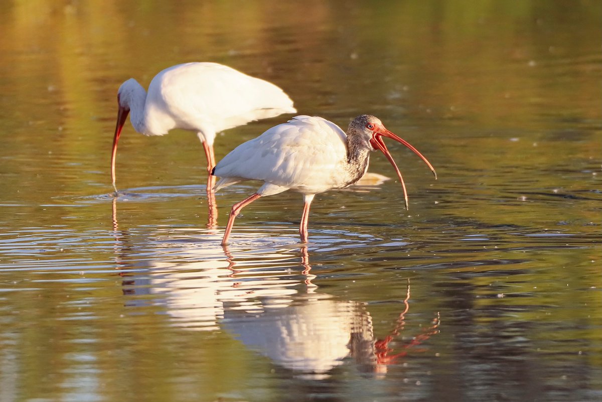 MezmurBest's tweet image. The power of perspective: #Eritrean photographer Awet Nebiyat  fulfills all the arts and elements of photography. Her chosen angles and  masterful exposures are indescribable. A true camera artist.