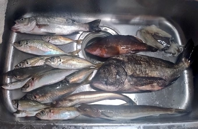 ๆจๆฅใฎใชใถใซใ(ใปใคใดใใใใใขใณใดใฆใคใซใฏ่ฒฐใ็ฉ)