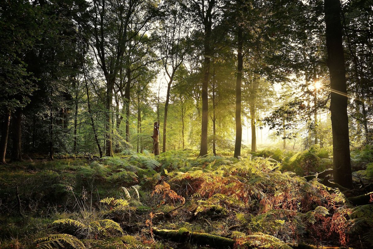 Anthony Boutall (@anthonyboutall) on Twitter photo Absolutely ridiculous. Chopping down England’s magical forests in the name of the environment is so bonkers it could only ever be proposed by this laughably incompetent Labour Government. 
Years of reforestation are now under threat. 🪓 Absolutely ridiculous. Chopping down England’s magical forests in the name of the environment is so bonkers it could only ever be proposed by this laughably incompetent Labour Government. 
Years of reforestation are now under threat. 🪓