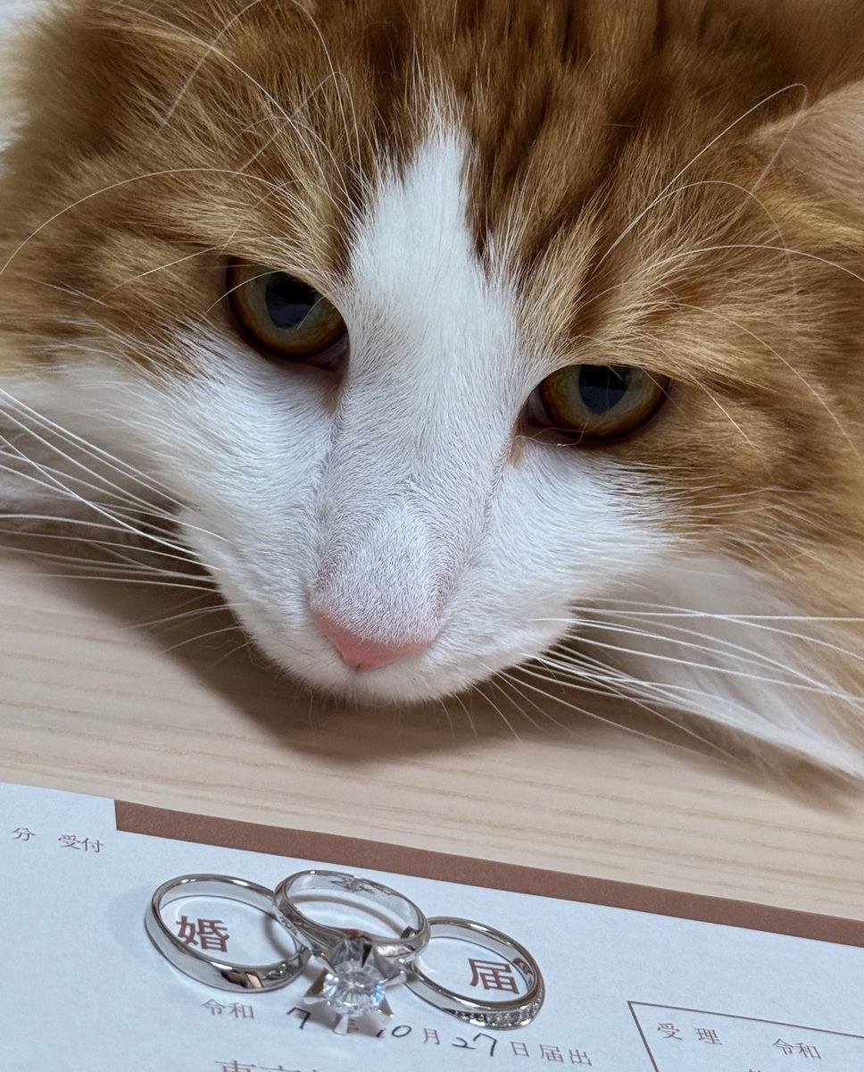 やせねこ sddefault.jpg