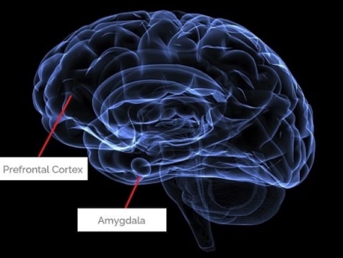 Keskin sirke küpüne zarar..

Sık sinirlenmek; kortizol hormonunu yükseltir, beyindeki mantıklı düşünme ve duygusal tepki merkezi arasındaki bağlantıları zayıflatır. Tam bir kısır döngüye girersiniz; bağlantılar zayıfladıkça siniriniz artar, sinirlendikçe bağlantı zayıflar.
