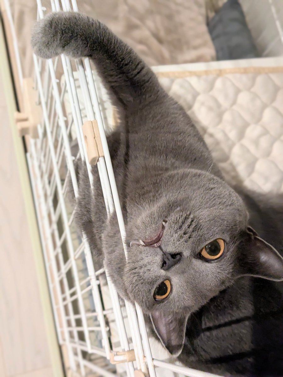 たぬを (@nekonotanukikun) / Posts / X