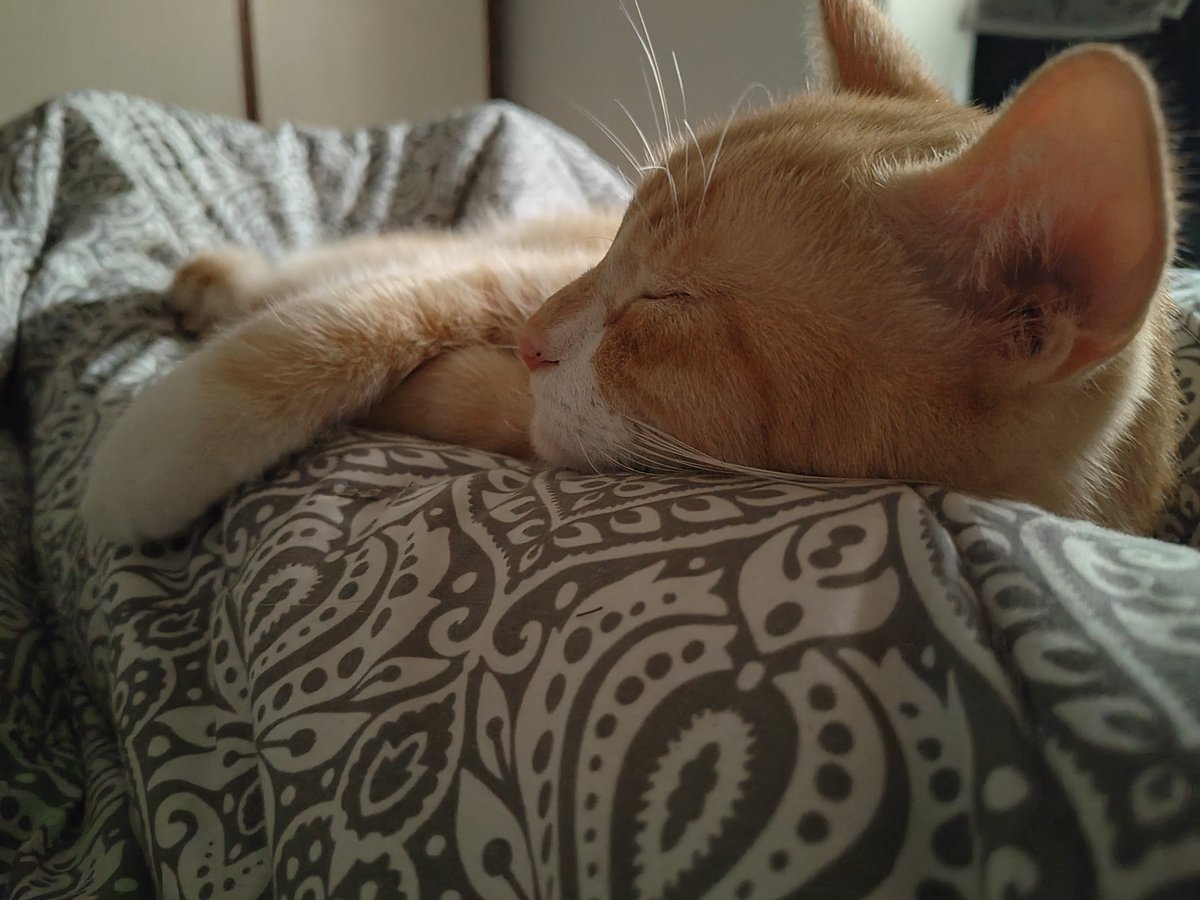 Ehm... Ho dormito poco ma dovrei andare a lavoro... Lui non è d'accordo 🙄😺