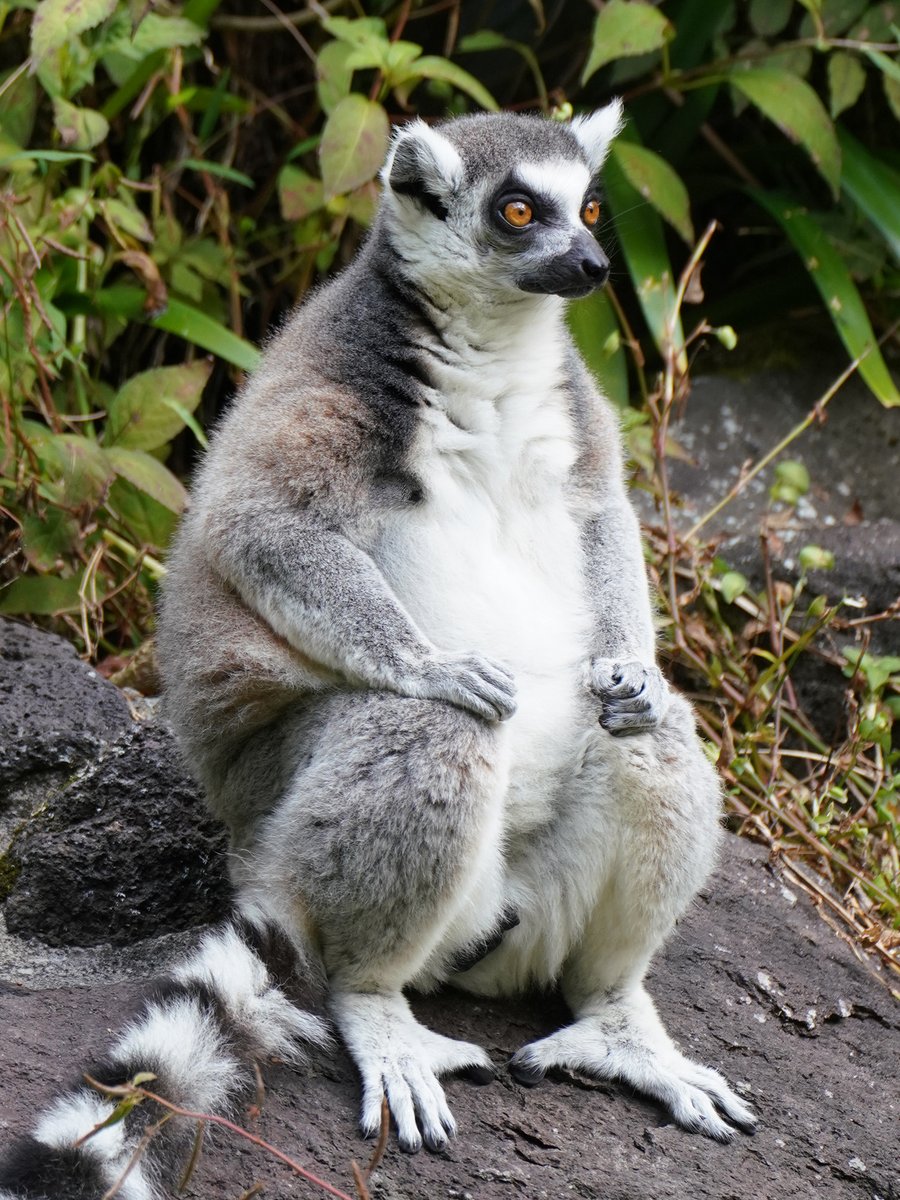 原画　ワオキツネザル #89 原画 ワオキツネザル #89 - 絵画人気 商品 通販