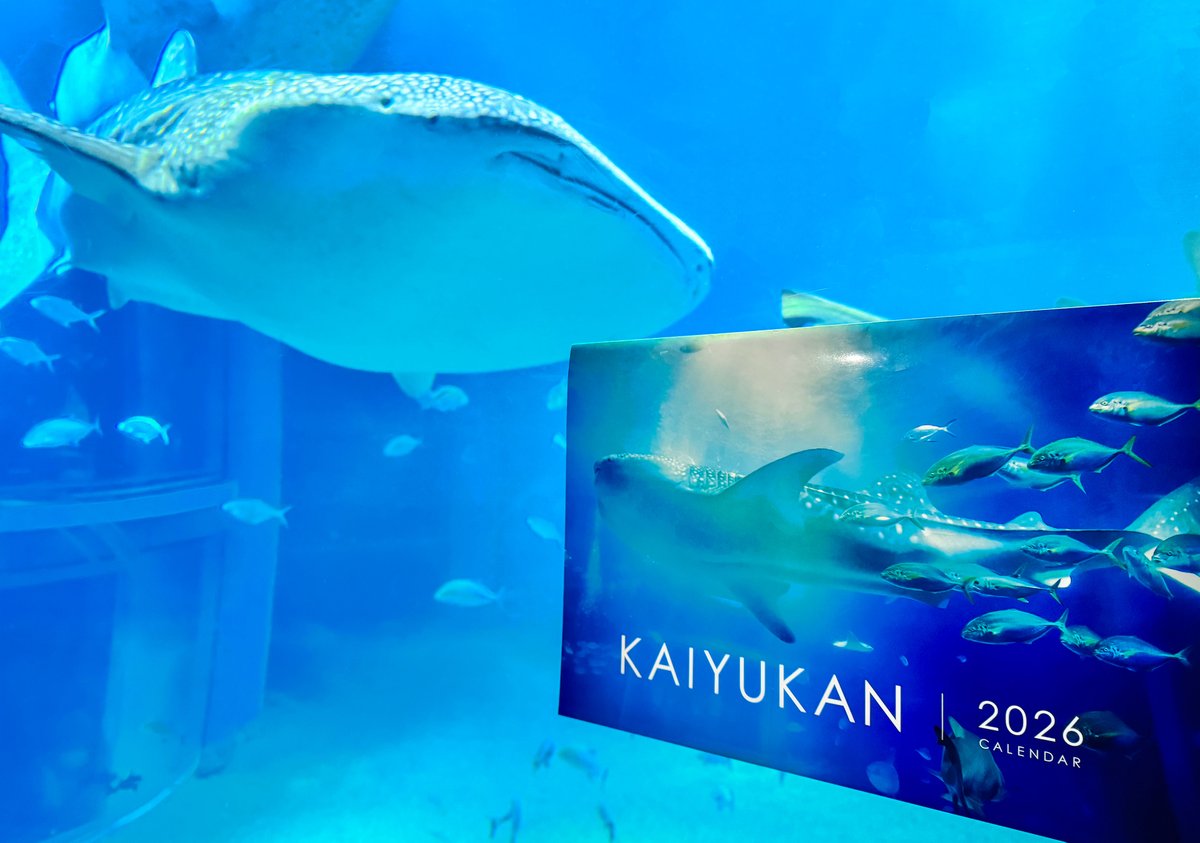 ★美品★海遊館パンフレット Amazon.co.jp: 海遊館 パンフレット 3部 2023.5発行 : 文房具