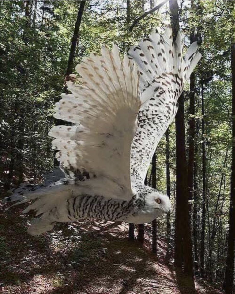 Fleur Arnaud (@fleurlarebelle) on Twitter photo Merveilleuse nature...
Superbe chouette Harfang en plein vol.
Le harfang des neiges, également appelé ookpik par les inuits, est l'emblème aviaire du Québec. Merveilleuse nature...
Superbe chouette Harfang en plein vol.
Le harfang des neiges, également appelé ookpik par les inuits, est l'emblème aviaire du Québec.