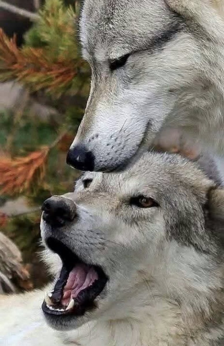 Fleur Arnaud (@fleurlarebelle) on Twitter photo Passion loups 🩶 Passion loups 🩶