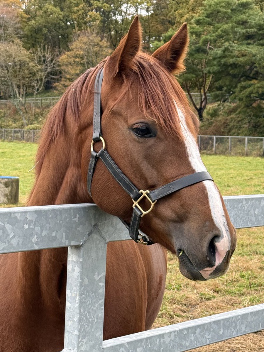 矢野牧場 (@yanofarm1) / Posts / X