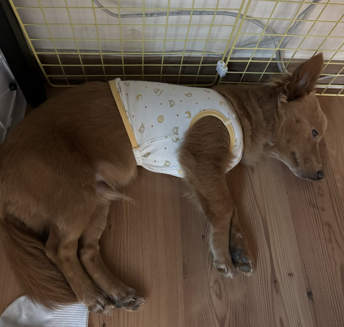 아기같기도 하고…
아저씨같기도 하고…