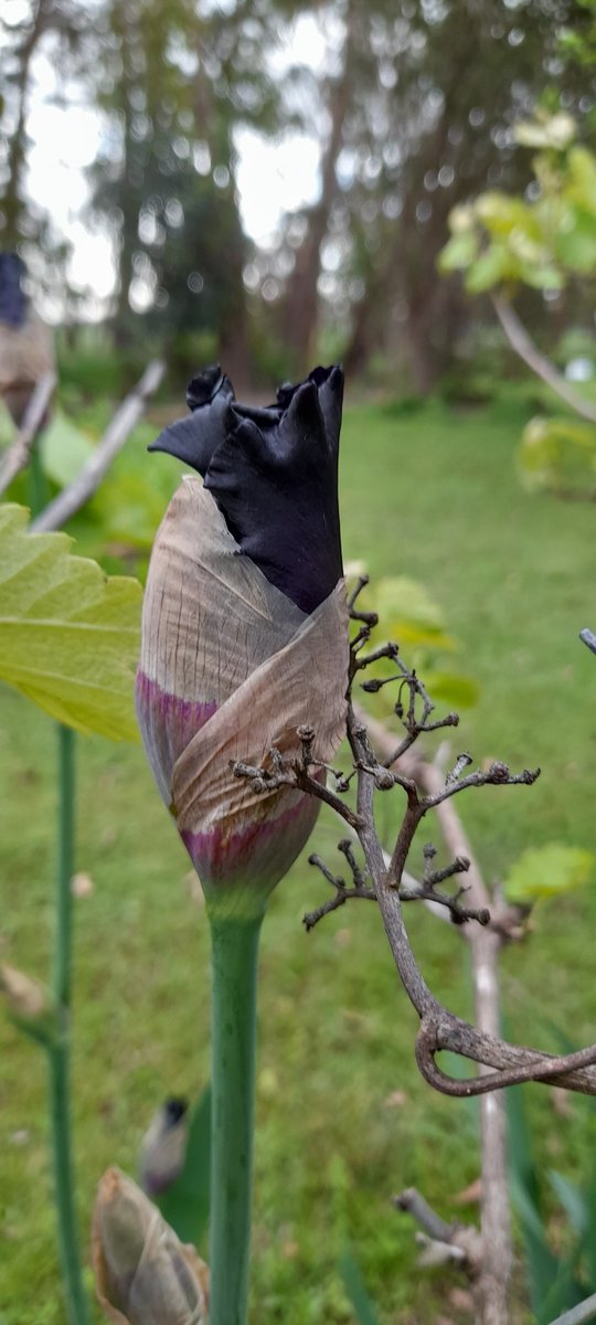 Agvocate_Au tweet media