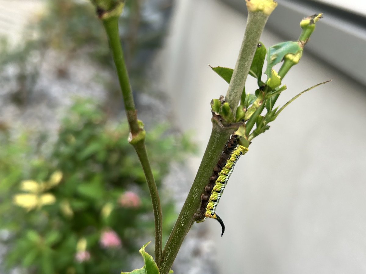 ふがし　緑中心 オオウスバ ふがし 緑中心 オオウスバ オオキバウスバカミキリ (オス)