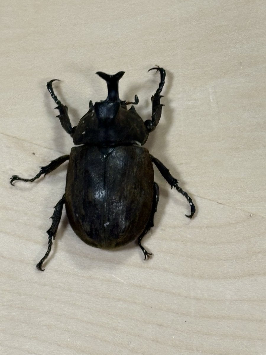 北のぎらふぁ@インセクトプロショップヒデ on X