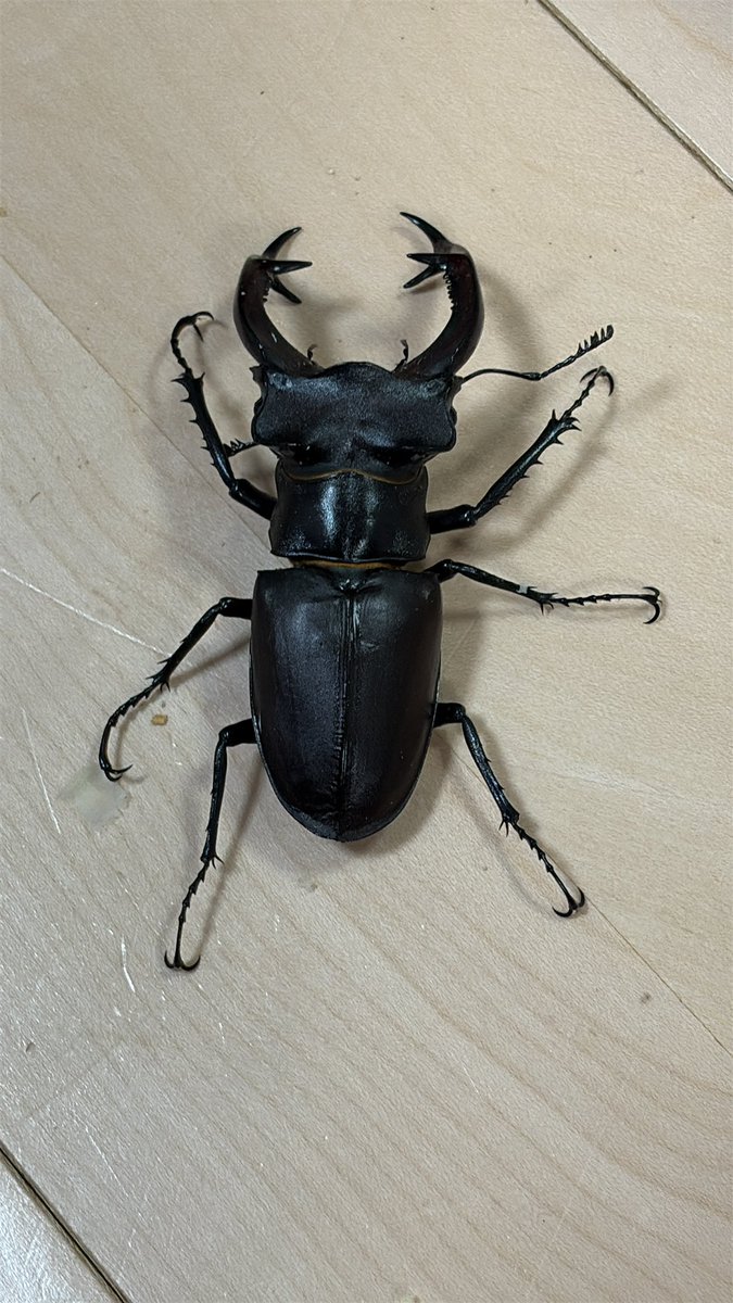 ヒメオオルリアゲハ ♂♀標本 ★ニューカレドニア産★激レア標本・入手困難エリア ヒメオオルリアゲハ ♂♀標本 ☆ニューカレドニア産☆激レア標本・入手