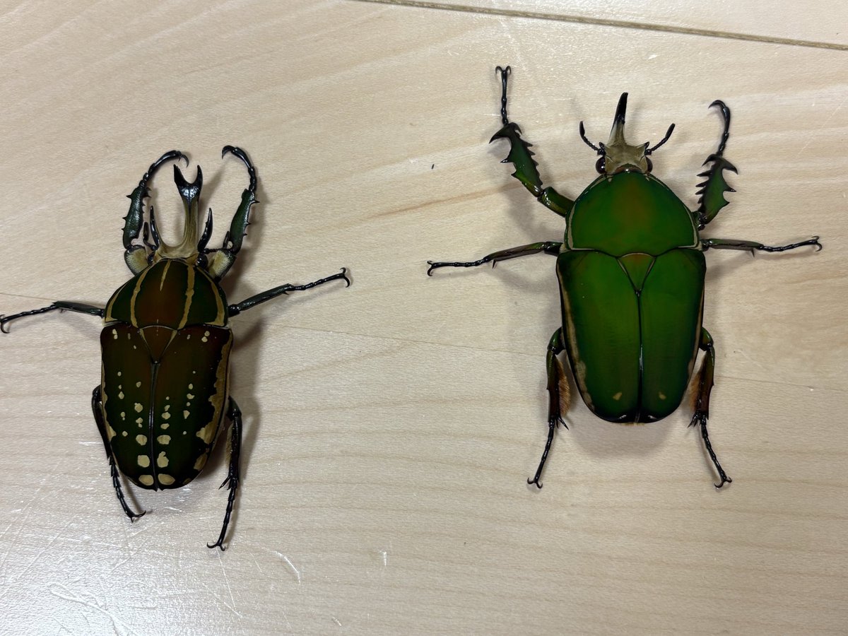 北のぎらふぁ@インセクトプロショップヒデ on X