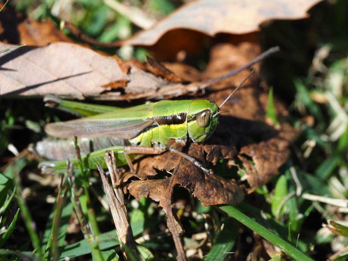 おおかまきり様　ありがとうございます D8OA7bKUYAAfnY4.jpg?format=jpg