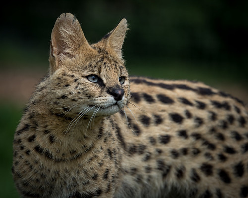 Serval Every Hour! (@servaleveryhr) on Twitter photo 