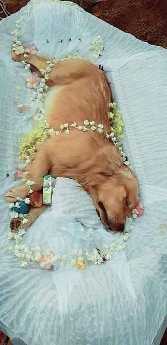 Goodbye angel ❤️ Don't scroll without giving me some love 😢