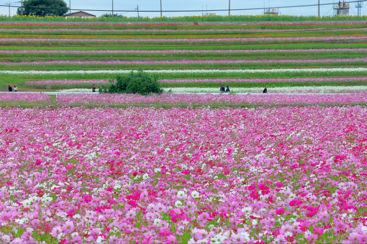 kosmos♡ページ たけし on X