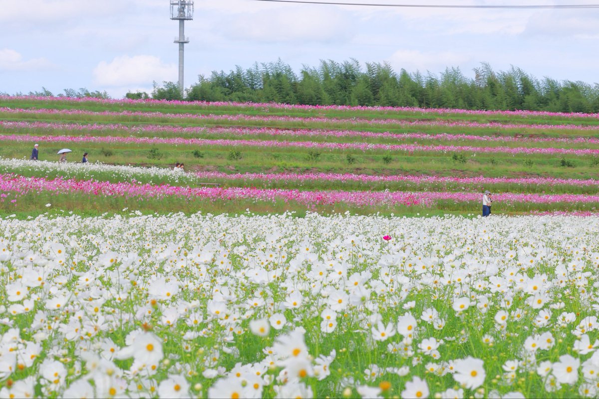 kosmos♡ページ たけし on X