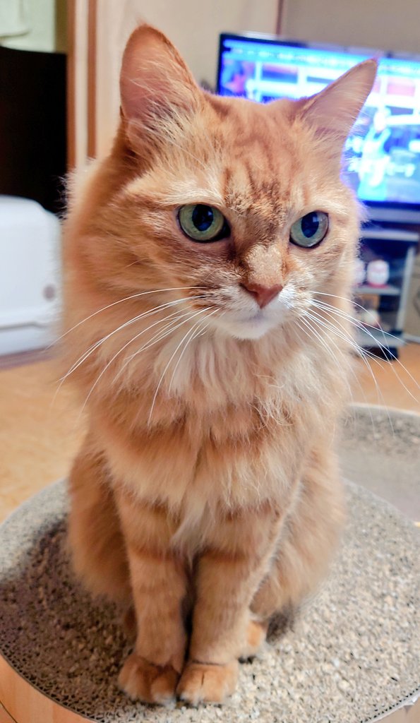 47qgnILR6eCRUXD's tweet image. 冷えてきたね❣️

 #こたつねこ