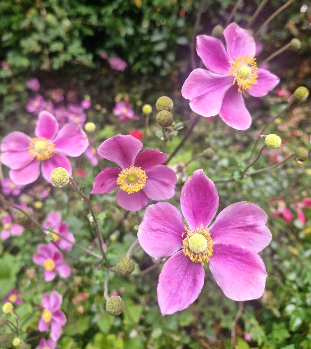 BrigidWalsh10's tweet image. Relish small pleasures 💗
#MagentaMonday 
#BankHolidayMonday 
#MondayMotivation 
#NatureBeauty #grateful