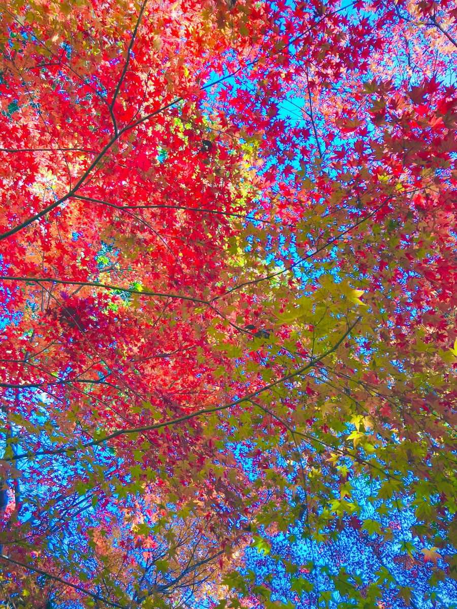 X5M68's tweet image. お疲れさまです🌆
今日は己巳の日✨弁天さまのご縁日✨✨

久々の快晴☀️でしたね^ ^
ようやく洗濯物が乾きました♬

寒暖差が激しいので、皆様お身体ご自愛くださいね🌈
いつも、ありがとうございます☺️

↓は昨年、寒川神社⛩️で撮った紅葉🍁です🍂