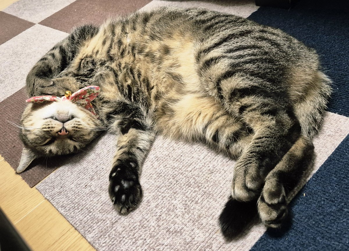 猫さん 普通のサラリーマンさん on X