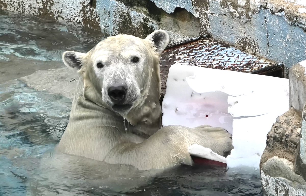 🐈‍⬛mizuki⁠🐻‍❄️ on X