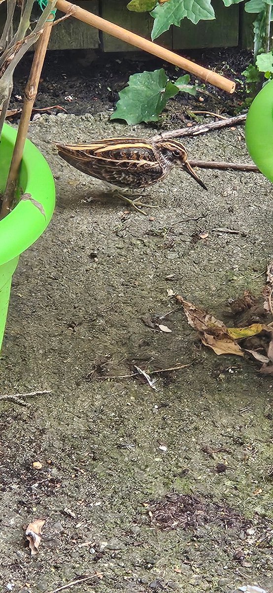 paulevansisme's tweet photo. @BBCTees I had one in my garden a few weeks ago, just resting by my tomato plants in darlington https://t.co/tg8xrGdkzl