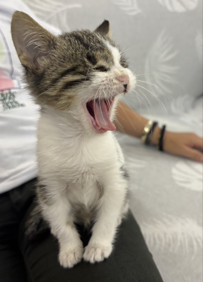 Şunun güzelliğine bakar mısınız. Gözleri yok ama gönül gözüyle görüyor yavrum