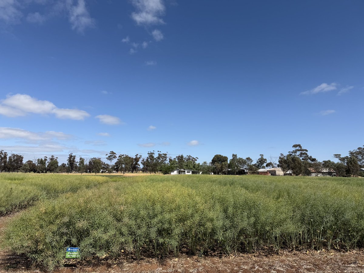 Raywood Vic Hyola Innovation Systems Canola Trials coming to the business end of the season !! 👀 Hyola Solstice CL and Hyola Blazer TT clean up the competitors here. 💪 <a href="/AgingAgro/">Andrew Heinrich</a> <a href="/PacificSeeds/">Pacific Seeds</a> <a href="/hurgl1/">Tim Wilmshurst</a> <a href="/schilgee/">iKarl iSchilg</a> <a href="/danrollsroyce/">Dan Rolls</a> <a href="/FotiouMila/">Mila Fotiou</a> <a href="/beeck_frans/">Frans Willem Van Beeck</a> <a href="/LiddleCanolaMan/">Willow Liddle</a> <a href="/lonsdad1/">David Lonsdale</a>