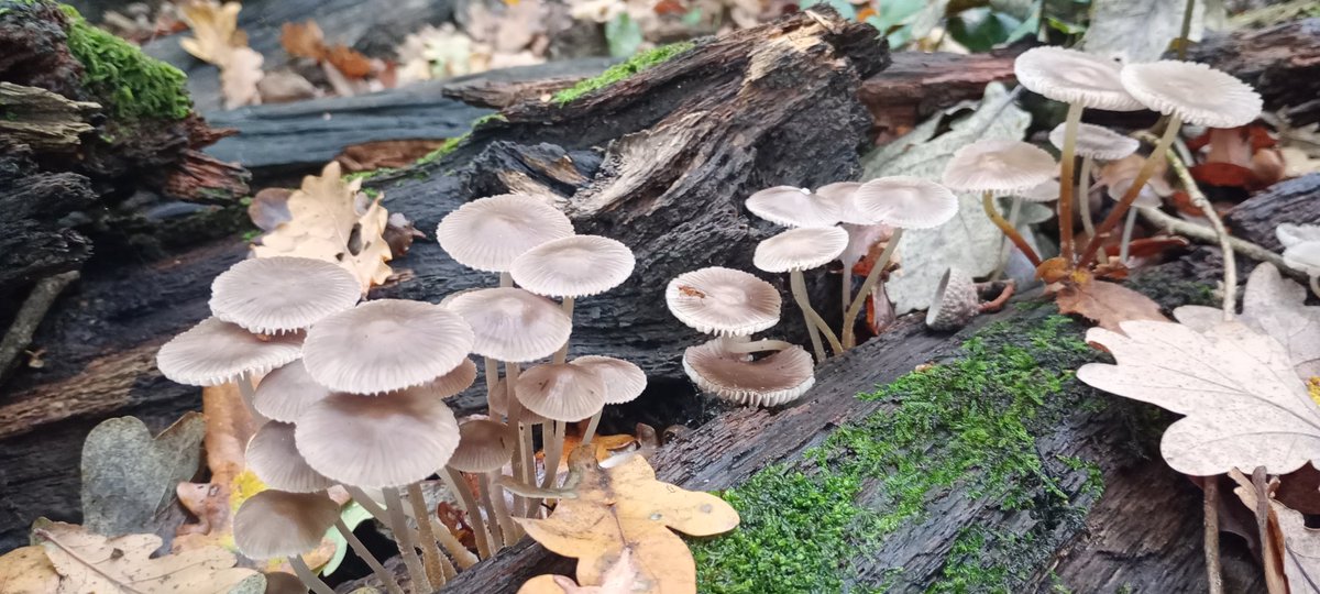 Friends of GH Park tweet media