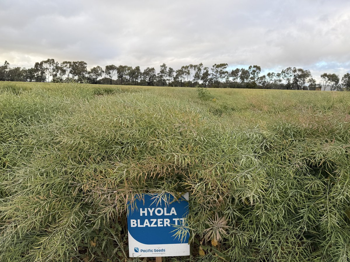 OMG !! 4t/ha #Hyola Innovation Systems Technology Trials near Wunghnu Vic. Hybrids will destroy the OP lines in these trials easily. <a href="/PacificSeeds/">Pacific Seeds</a> <a href="/kalyx_australia/">Eurofins Kalyx</a> <a href="/AgingAgro/">Andrew Heinrich</a> <a href="/hurgl1/">Tim Wilmshurst</a> <a href="/danrollsroyce/">Dan Rolls</a> <a href="/FotiouMila/">Mila Fotiou</a> <a href="/LiddleCanolaMan/">Willow Liddle</a> <a href="/beeck_frans/">Frans Willem Van Beeck</a>
