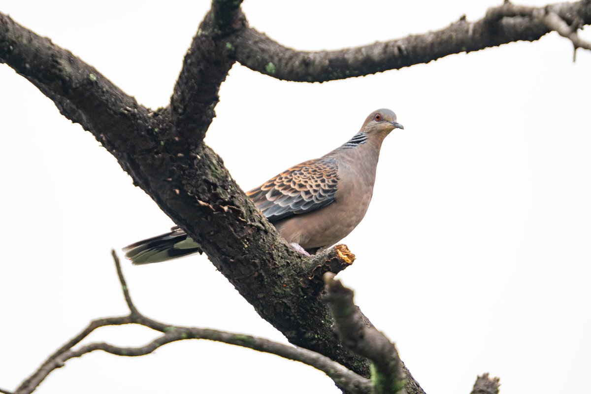 ✴︎Ｋ－ｔａｎｕｋｉページ TANUKI STUDIO™️ (タヌキ スタジオ)
