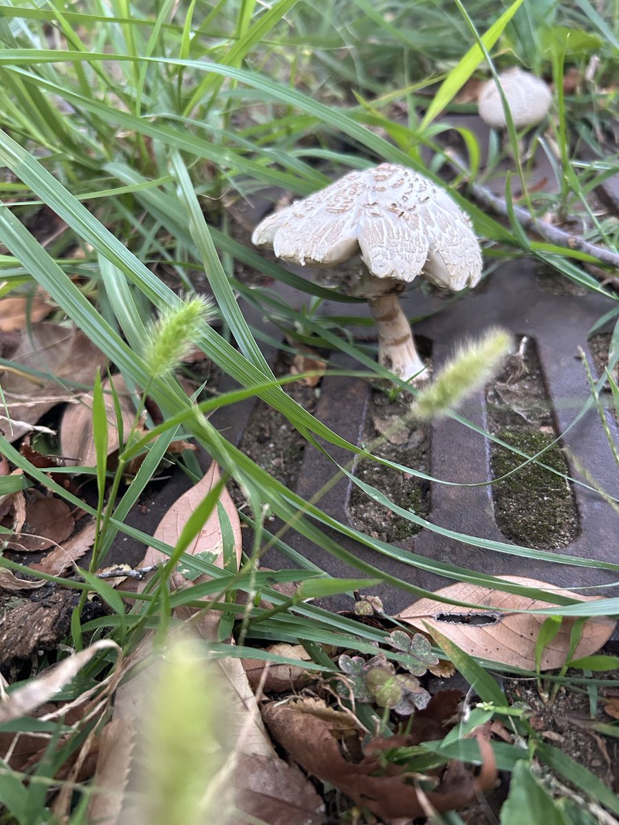 キノコッコ　ページ えと on X