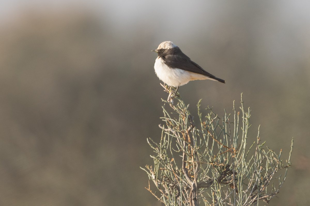 rahul_rajguru's tweet image. Variable Wheatear (Capistrata Morph) - Male