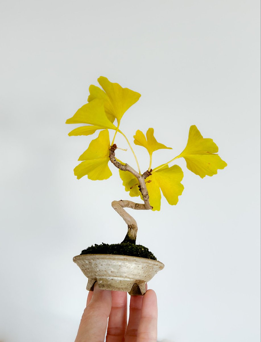 nobo_bon | 掌 tanagokoro | (@nobo_bon_) / Posts / X