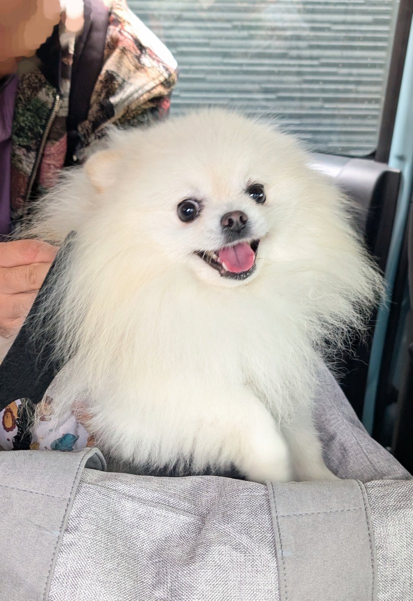 ⭐︎専用⭐︎ ポメラニアンの足様 あたちあたちポメラニアン🐻‍❄️ #犬 #dog #apt #あたちあたち