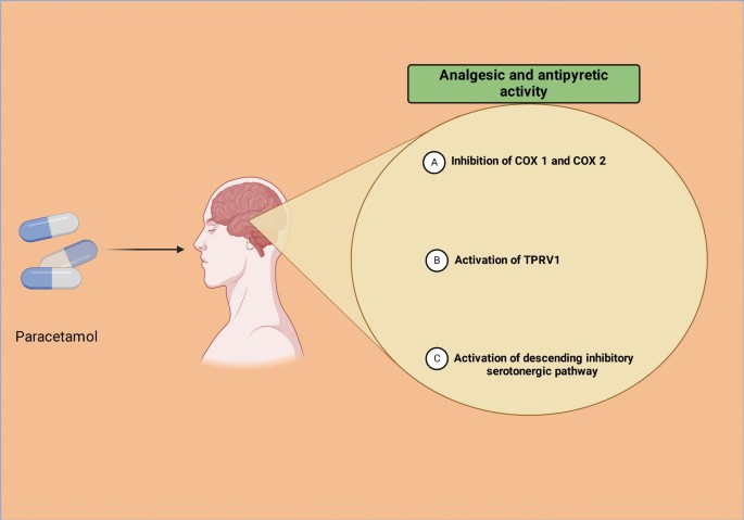 LablifeLoading's tweet image. Did you know?
Paracetamol doesn’t actually reduce inflammation — it works mainly in the brain by blocking prostaglandin synthesis.
That’s why it relieves pain &amp;amp; fever but not swelling 👀
#Biochemistry #DrugMechanism #ScienceFacts