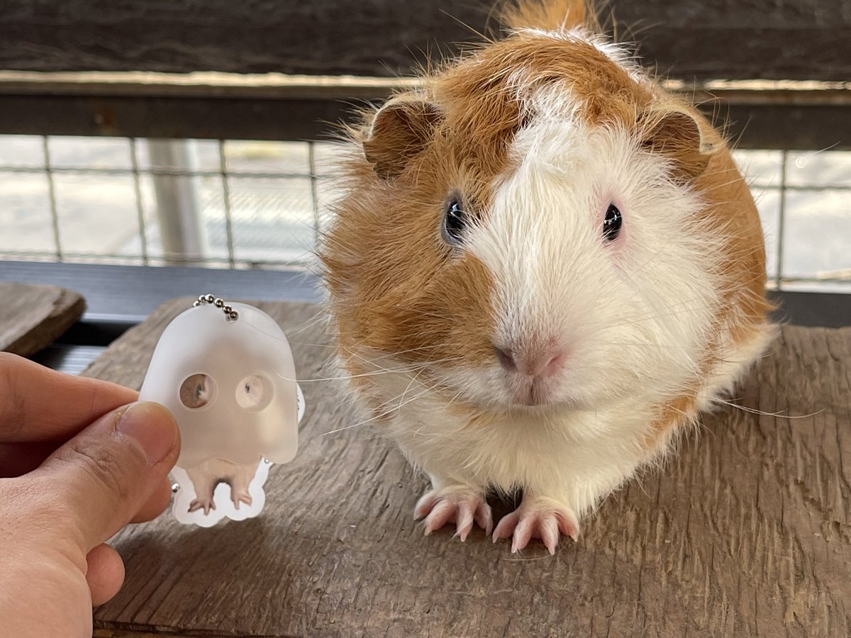 モルモット様 お取り置き モルモット様 お取り置き モルモット様 お取り置き