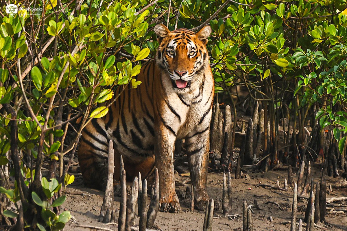 romeladhikary's tweet photo. The Royal Bengal Tiger's critical Sundarbans habitat is vanishing due to rising sea levels. We must act now to save this keystone species and the world's largest carbon sink.
 MangroveTiger: https://t.co/ibluKyIyyM

#NatGeo #wildlife #NaturePhotography #Conservation #sundarbans https://t.co/Uf5VFDtxzl