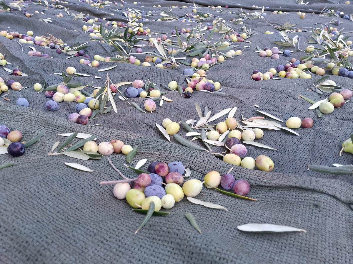 AmirStories's tweet image. زیتون‌های باغِ دوست
#Dost 🫒