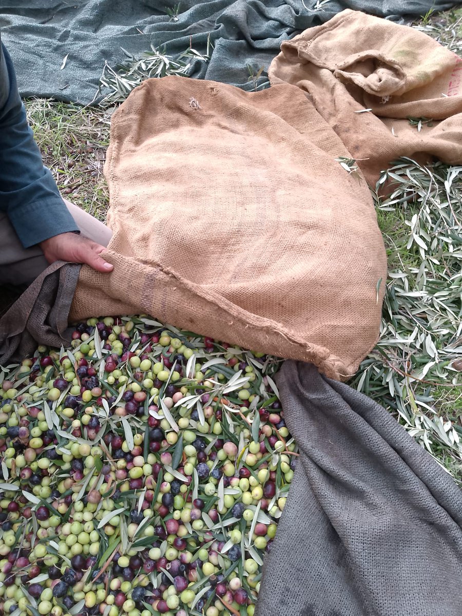 AmirStories's tweet image. زیتون‌های باغِ دوست
#Dost 🫒