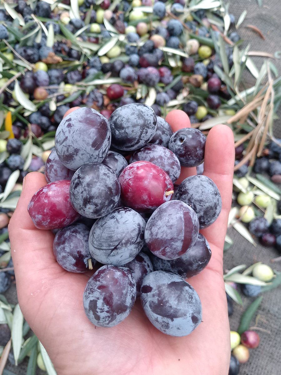 AmirStories's tweet image. زیتون‌های باغِ دوست
#Dost 🫒