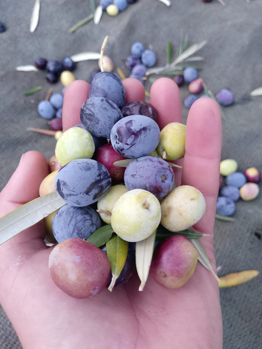 AmirStories's tweet image. زیتون‌های باغِ دوست
#Dost 🫒