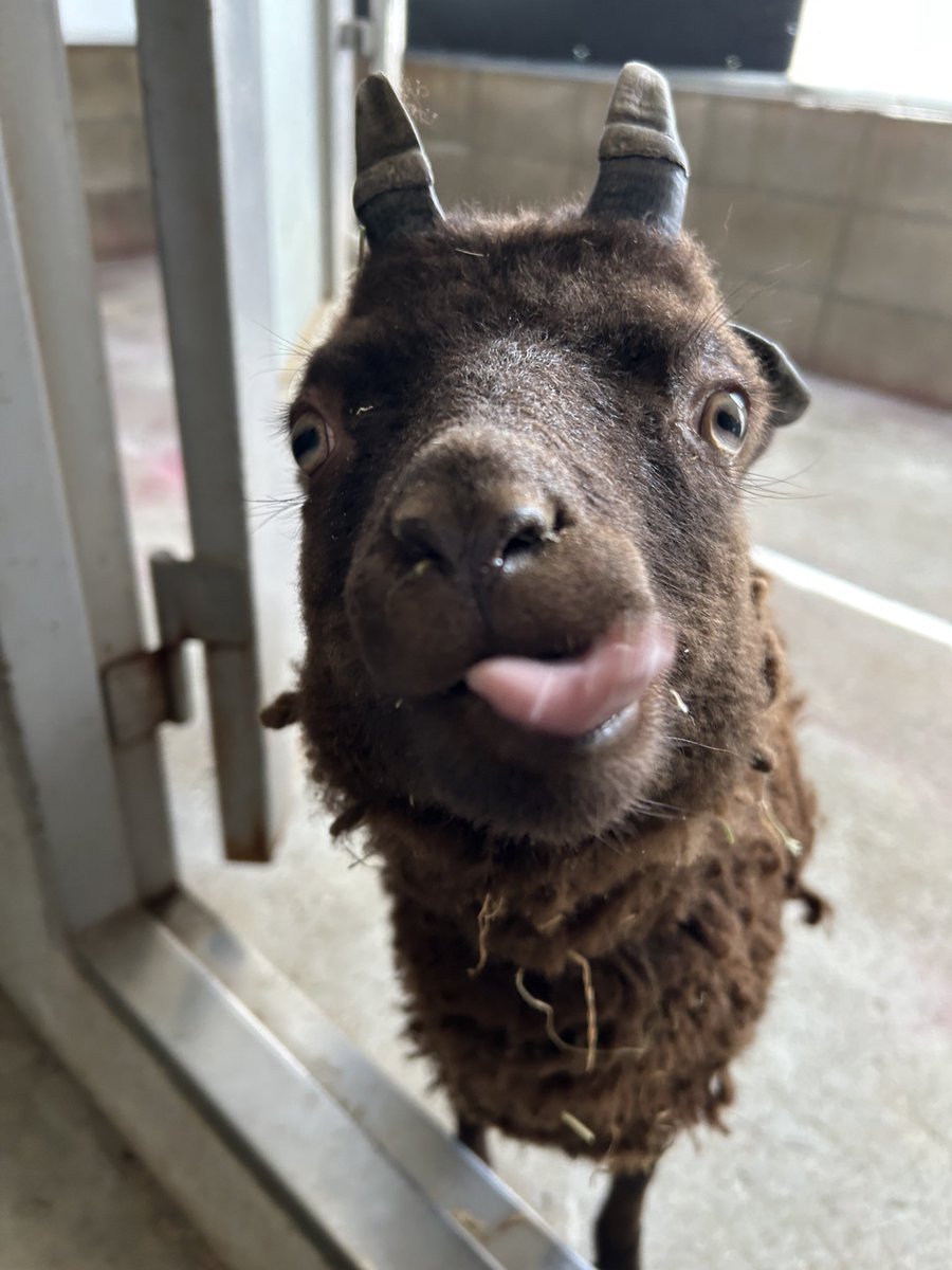 englandhill_zoo's tweet image. まだバックヤード生活で展示はしておりませんが小鬼は元気に過ごしてます⊂((・⊥・))⊃
#ひつじ #マンクスロフタン #ショコラ