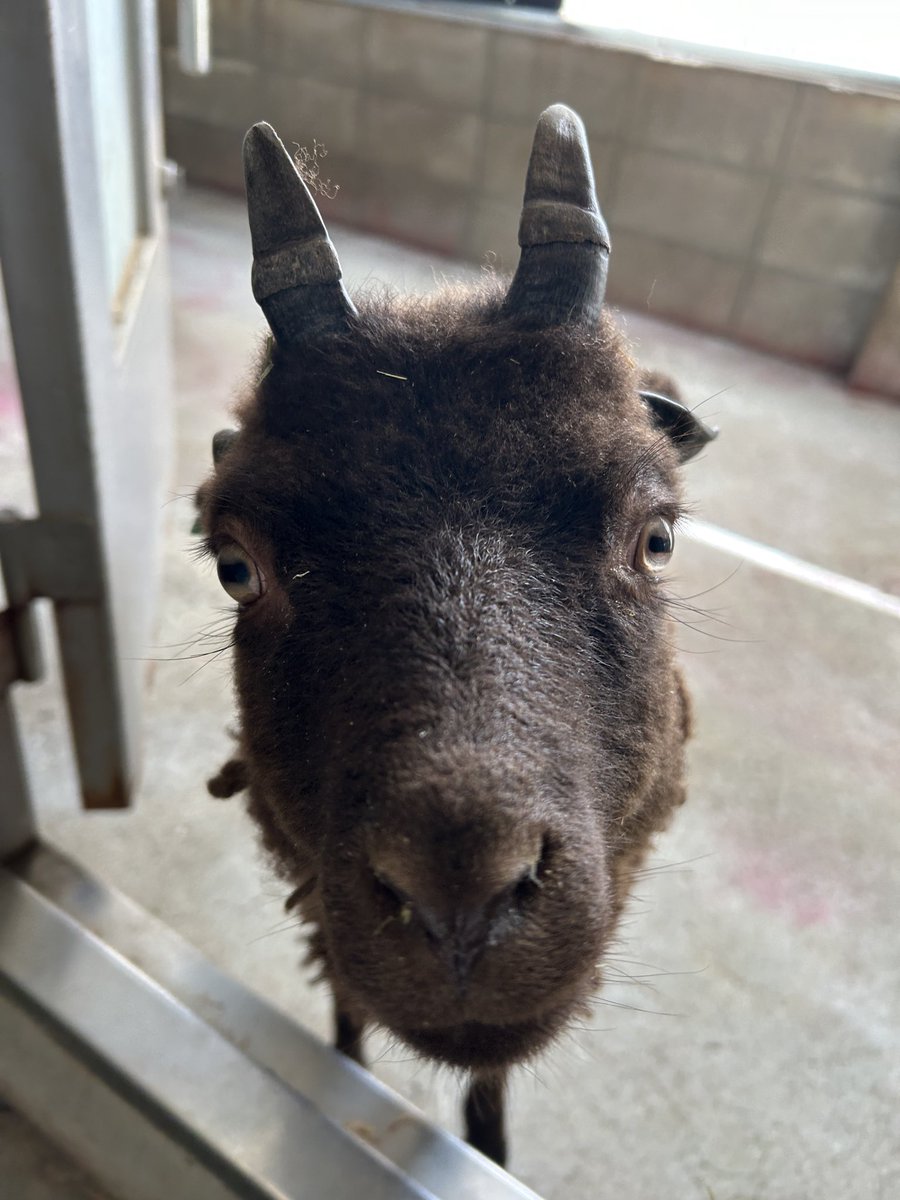 englandhill_zoo's tweet image. まだバックヤード生活で展示はしておりませんが小鬼は元気に過ごしてます⊂((・⊥・))⊃
#ひつじ #マンクスロフタン #ショコラ