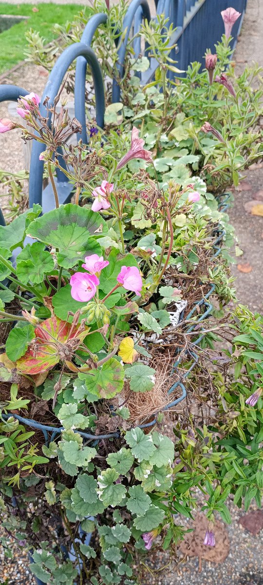 Friends of GH Park tweet media