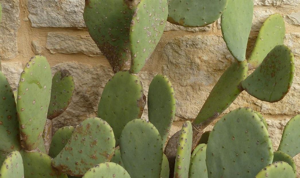 Qokani's tweet photo. oral contraceptives, energy drinks  and work stress are major contributors to hypertension. 

• peach leaves 
• umdolofiya / prickle pear pads/leaves 

are VERY SAFE and good against high cholesterol, hypertension, cloting, inflammation and inadequate blood circulation. 🍃💚 https://t.co/ZxvgVbyNU5