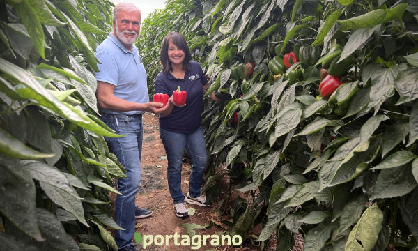Portagrano's tweet image. 🆕Vilmorin-Mikado sigue aportando nuevas variedades: Numenor y Turing

portagrano.eu/2025/10/vilmor…

Novedades en #pimiento california rojo y amarillo para los ciclos tempranos de #Almería

#semillas #seeds #VilmorinMikado #Berja
